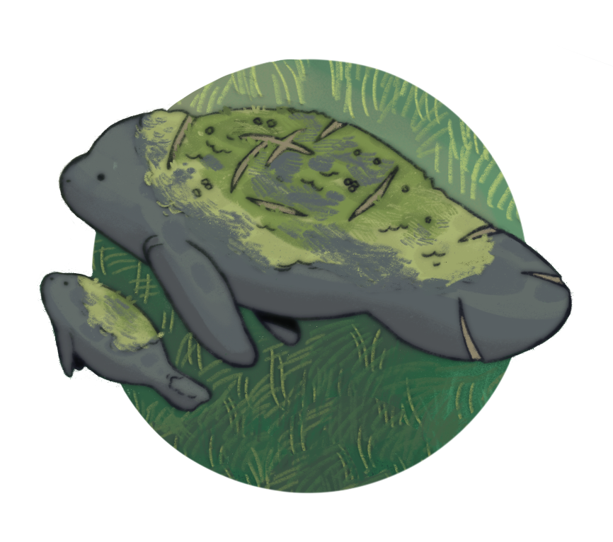 Manatee Habitat | Personal Project